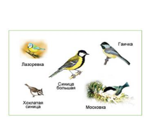 Карточки для работы по вариантам на уроке окружающего мира в 3 классе по теме Разнообразие животных