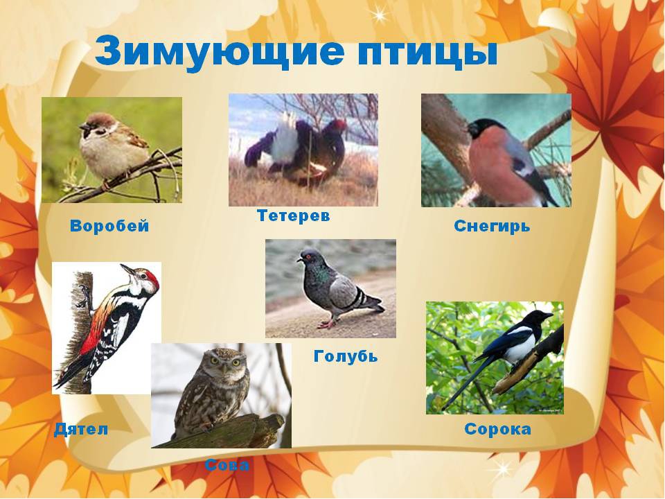 Экологический проект на тему Покормите птиц зимой (средняя группа)