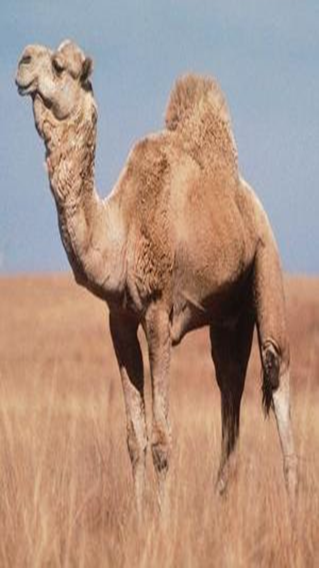 Урок по биологии в 8 классе коррекционной школы 8 вида на тему Верблюды и северные олени - сельскохозяйственные животные