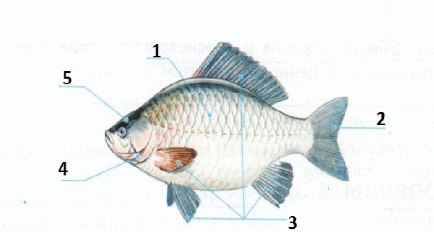 Тест по познанию мира на тему Рыбы