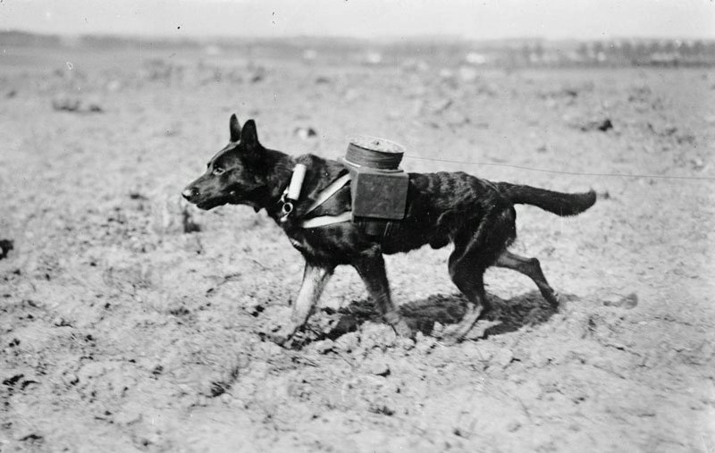 Сочинение Собаки в Великой Отечественной войне