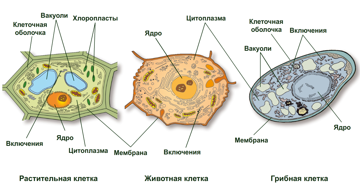 Технологическая карта урока по ФГОС. Организм - единое целое. 6 класс