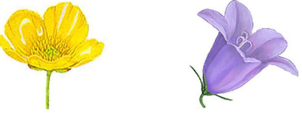 Открытый урок по биологии на тему Цветок, его значение и строение. Околоцветник. Чашечка. Венчик. Мужские и женские части цветка: тычинки, пестик. 6 класс