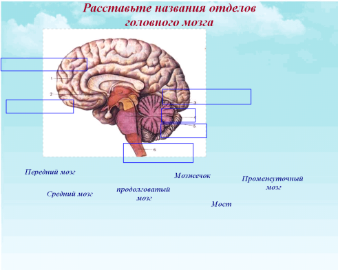 Brain 8 1. Головной мозг биология 8 класс конспект. Строение головного мозга 8 класс. Задания по теме головной мозг 8 класс биология. План строения головного мозга.