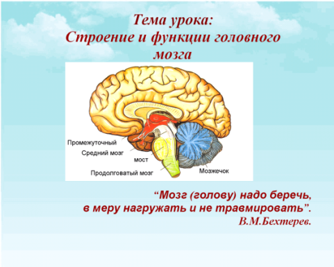 Биология мозга учебники. Головной мозг биология 8 класс конспект. Отделы головного мозга рисунок 8 класс биология. Отделы головного мозга 8 класс биология. Строение головного мозга 8 класс.