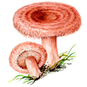 Составление коллажа Чудо природы - это гриб (конспект занятия по технологиии