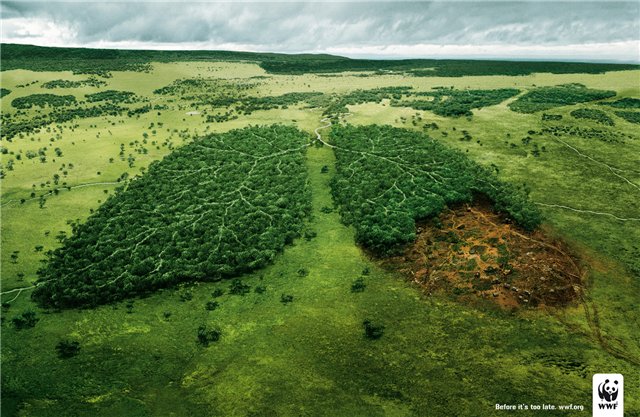 Охрана леса. Леса России
