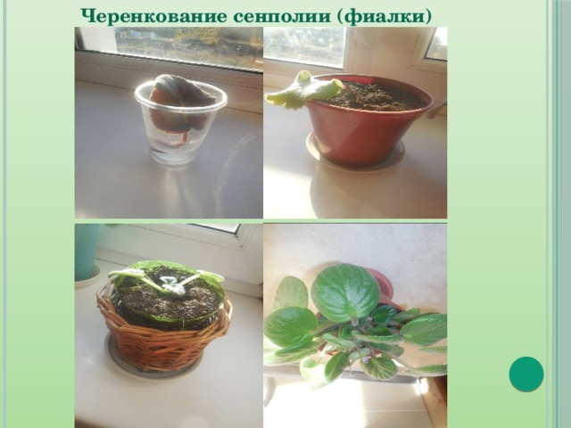Презентация по биологии и экологии Мир растений(8 класс)
