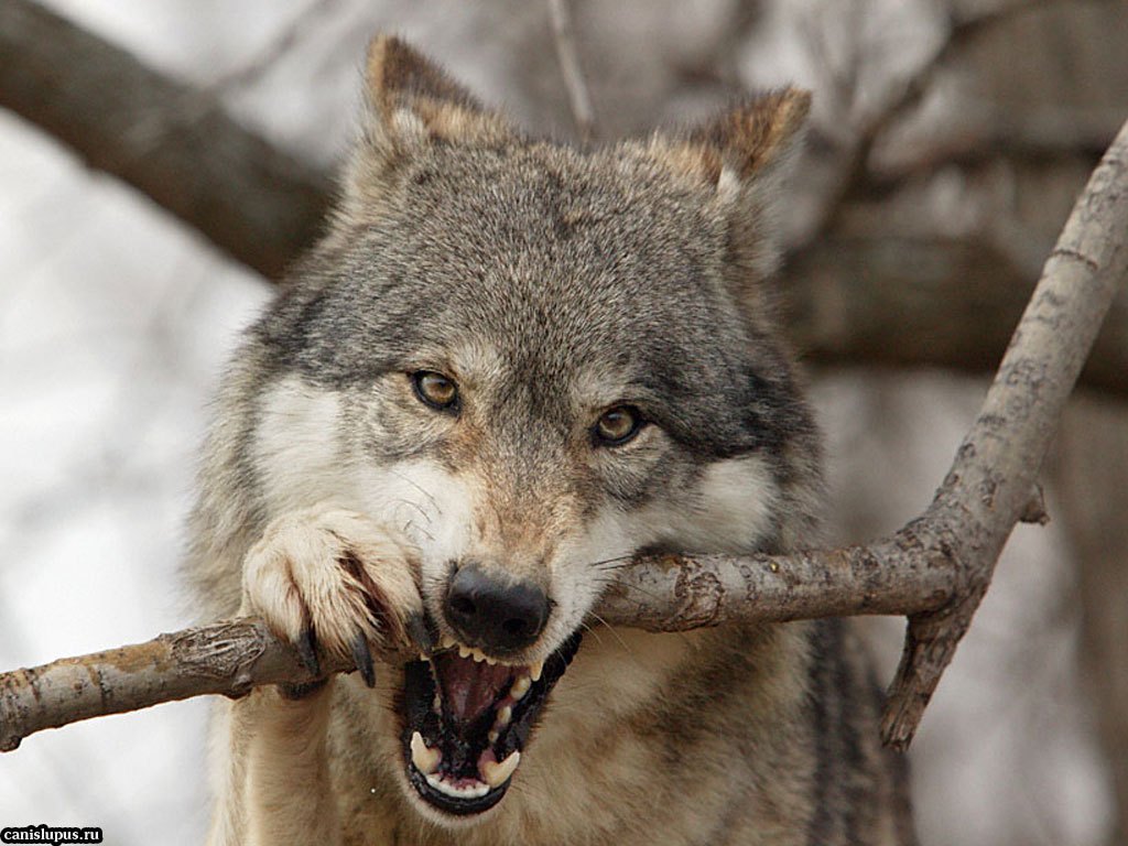 Доклад на НПК Волк- враг или друг