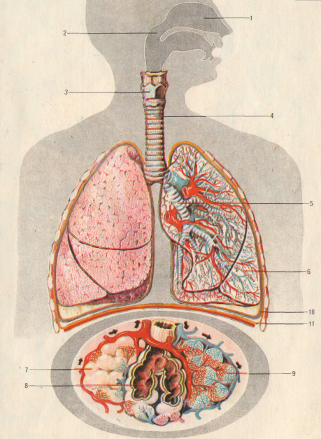 Конспект урока на тему Заболевания органов дыхания 8 класс