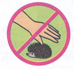 Ежик запрещен. Знак не ловить животных. Знак не трогать лесных животных. Знак не трогайте гнезда птиц. Не лови диких животных.