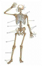 Практическая работа Изучение строения скелета человека, 7 класс