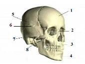 Практическая работа Изучение строения скелета человека, 7 класс