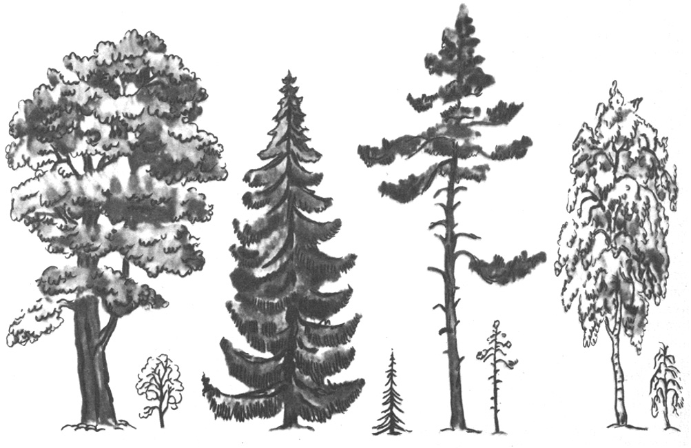 Урок по окружающему миру на тему Учимся различать деревья и кустарники зимой (1 класс)