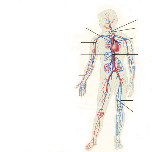Схема кровообращения человека рисунок в полный рост
