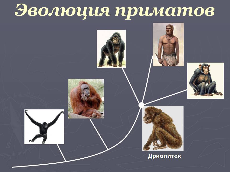План-конспект урока по биологии на тему Главные направления эволюции