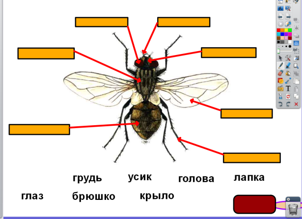 Тема: «Кто такие насекомые» (УМК «Школа России»)