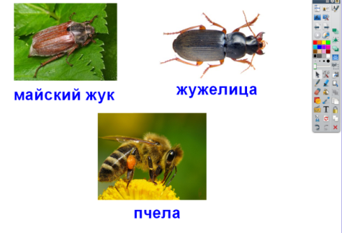 Тема: «Кто такие насекомые» (УМК «Школа России»)