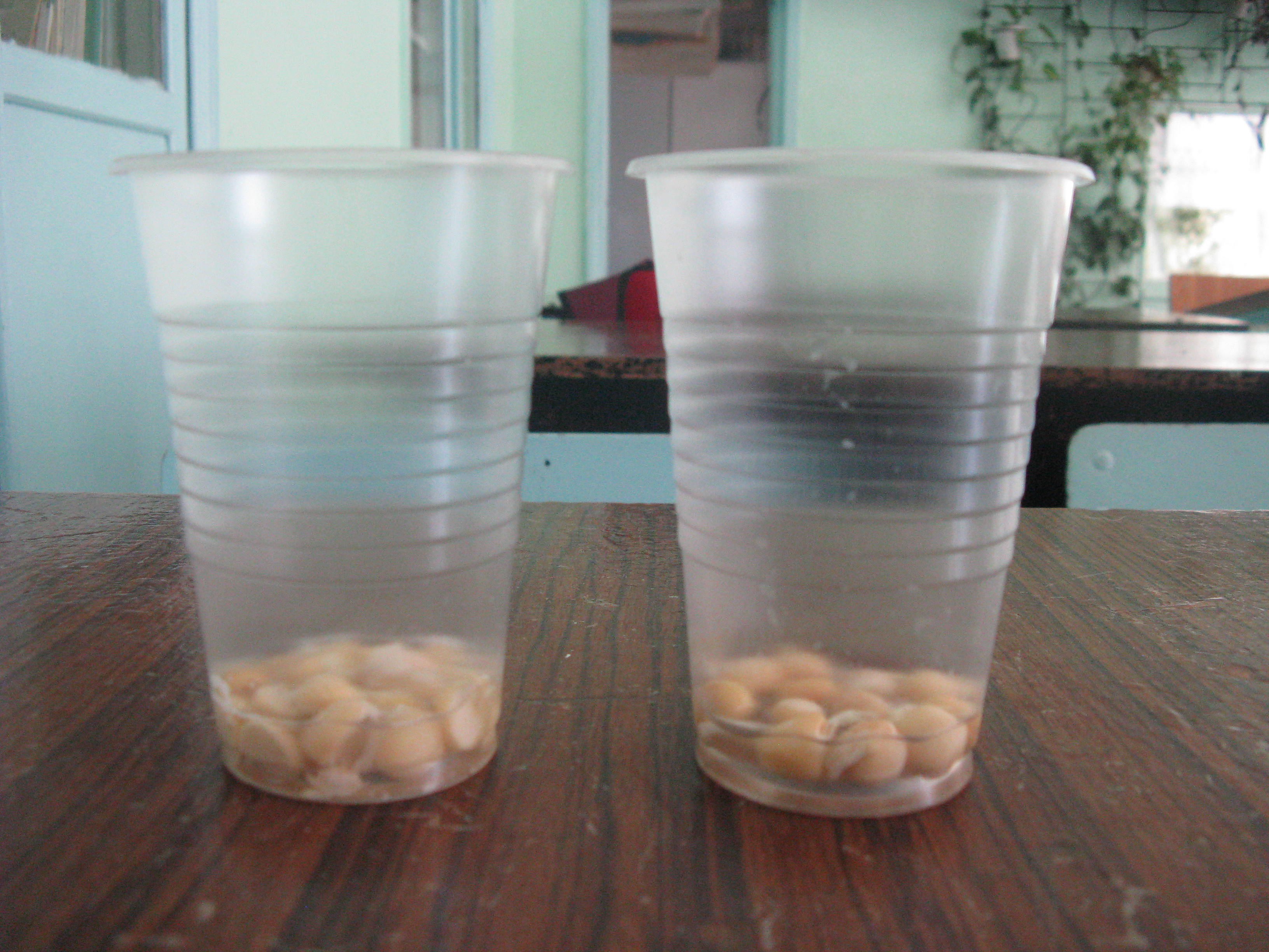 Экспериментатор измельчил семена гороха добавил. Семена фасоли в стакане с водой. Вода для прорастания семян. Опыт с фасолью. Прорастание семян гороха в воде.