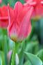 Интегрированный урок (окружающий мир + технология) Тюльпаны - дикие цветы
