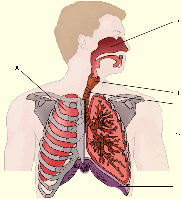 Контрольная работа по биологии на тему Дыхательная система 1 - вариант