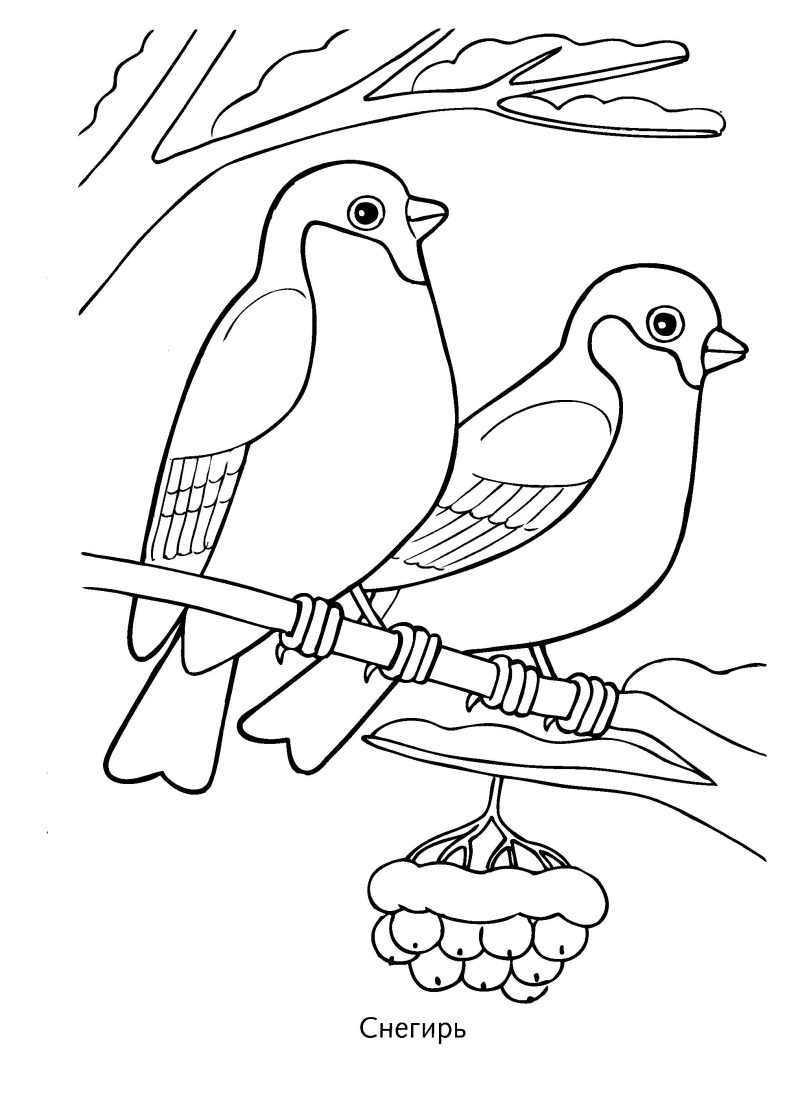 Рабочая тетрадь по окружающему миру «Помоги зимующим птицам» 1-й вариант для учащихся начальных классов