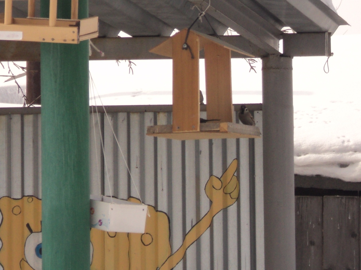 Экологический проект Покормите птиц зимой