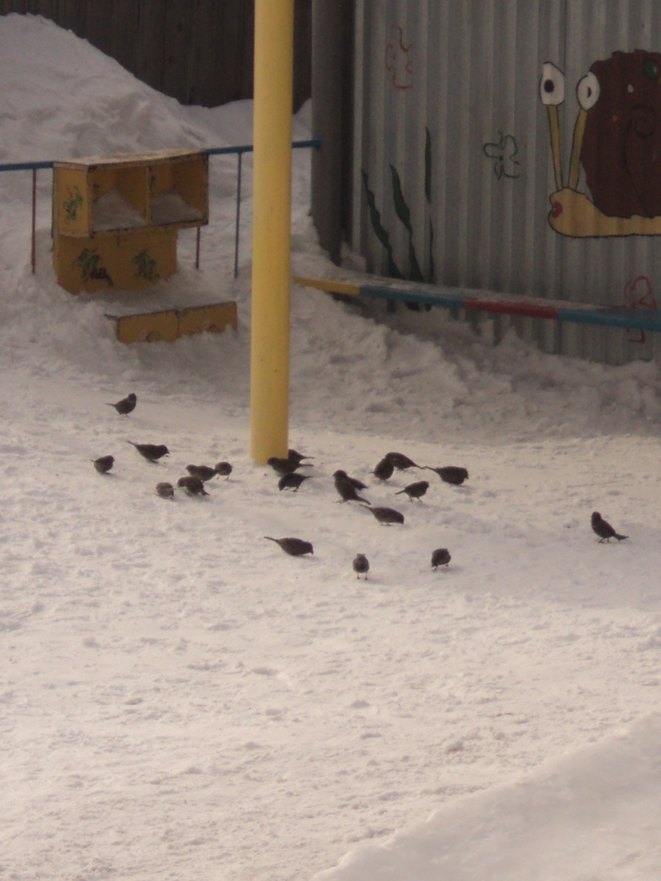 Экологический проект Покормите птиц зимой