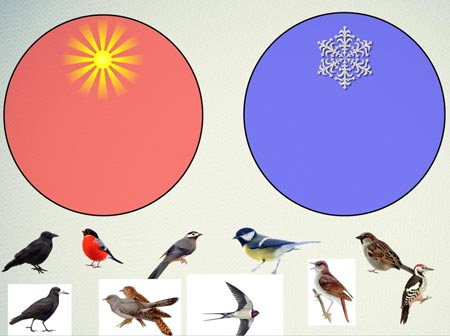 Конспект НОД Зимующие птицы