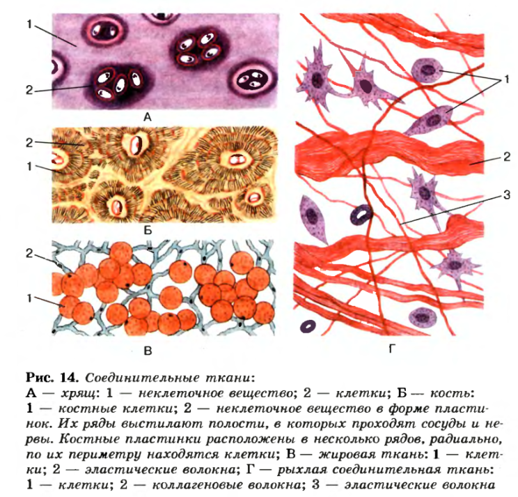 Лабораторная работа №1 по биологии на тему Рассматривание клеток и тканей в оптический микроскоп. Микропрепараты клетки, эпителиальной, соединительной, мышечной и нервной тканей (8 класс)