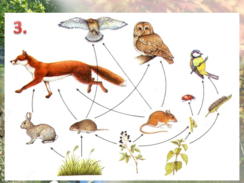 Разработка урока по биологии на тему Как животные общаются между собой (5 класс)