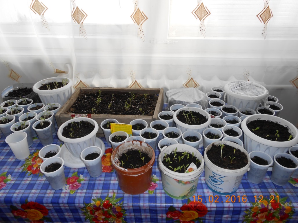 Творческий проект по экологическому воспитанию школьников Выращивание цветочной рассады для пришкольного участка