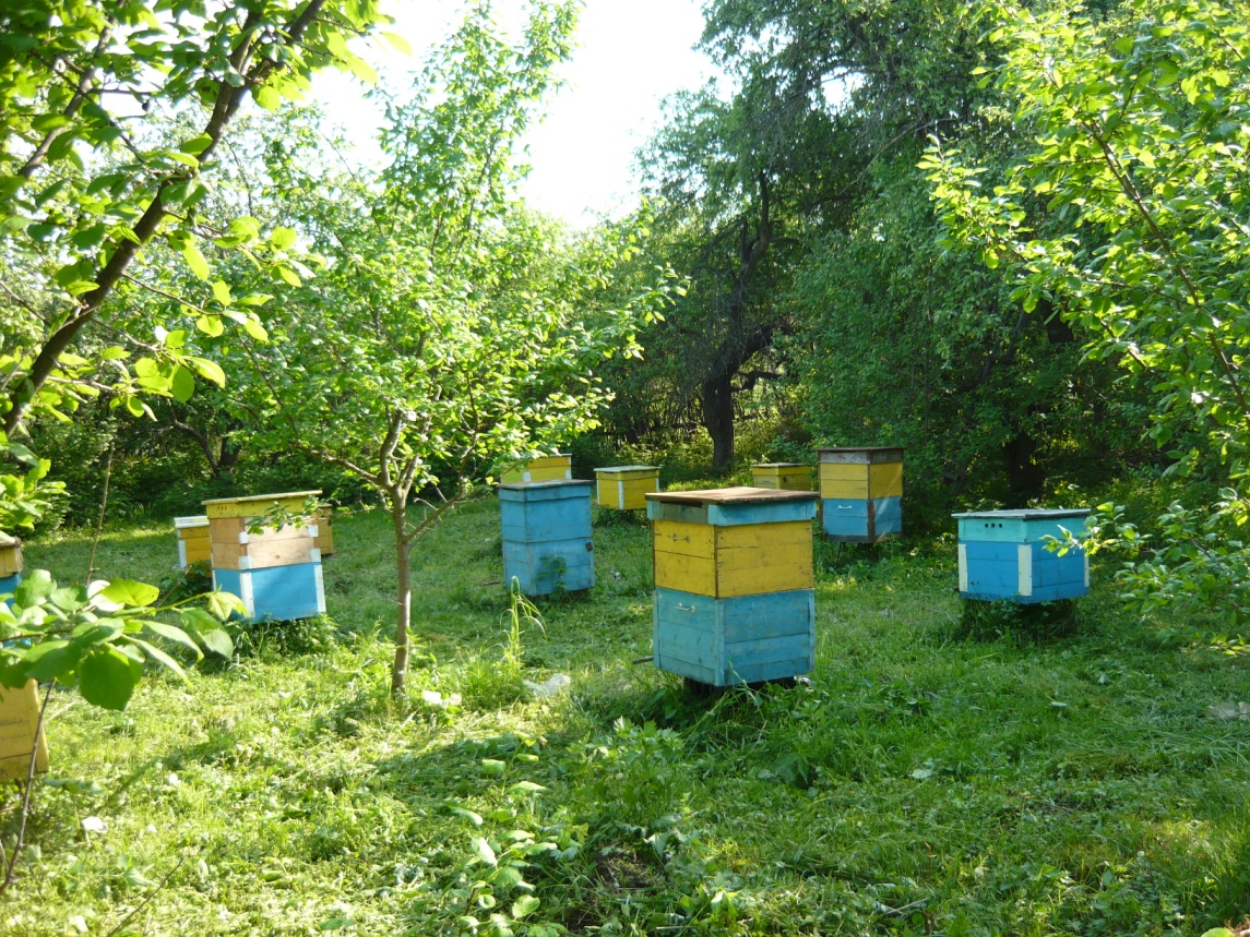 Исследовательская работа по теме: Пчеловодство