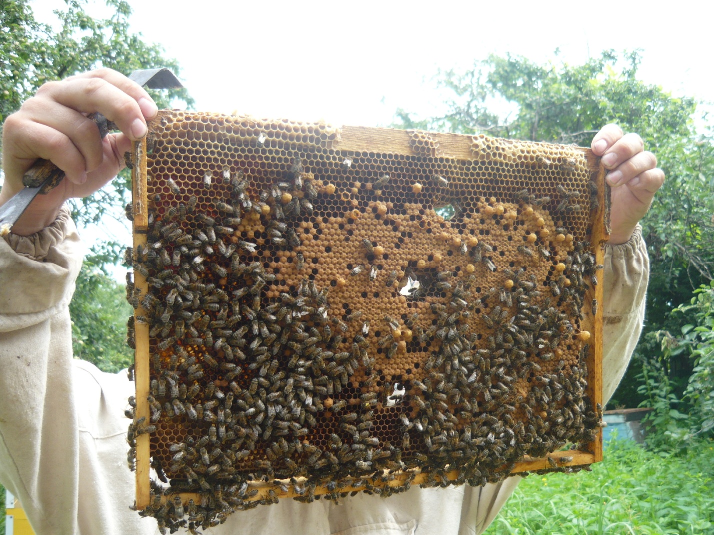 Исследовательская работа по теме: Пчеловодство