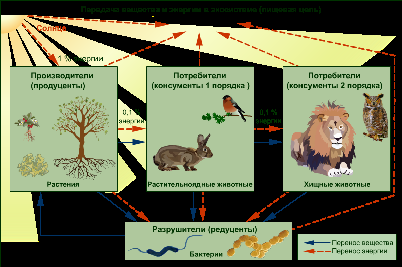 Конспект урока по биологии в 7 классе Взаимосвязи организмов и окружающей среды