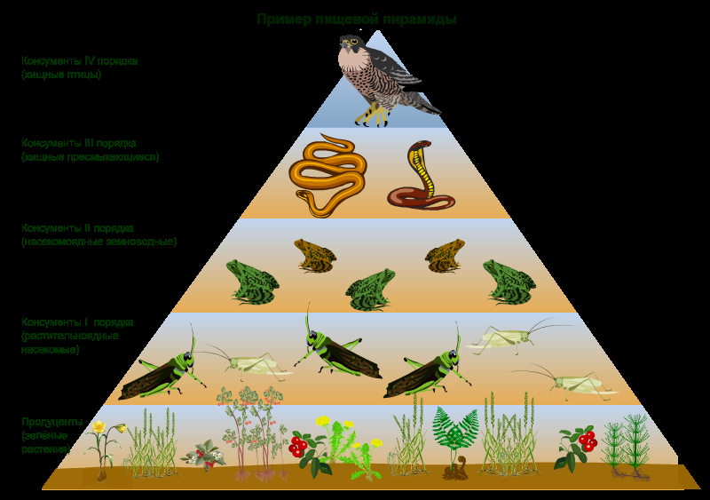 Конспект урока по биологии в 7 классе Взаимосвязи организмов и окружающей среды