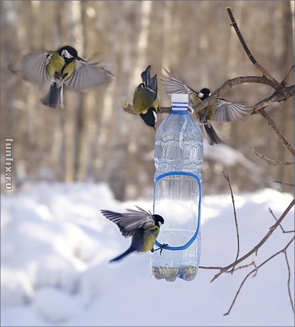 Проект Зимующие птицы -наши друзья