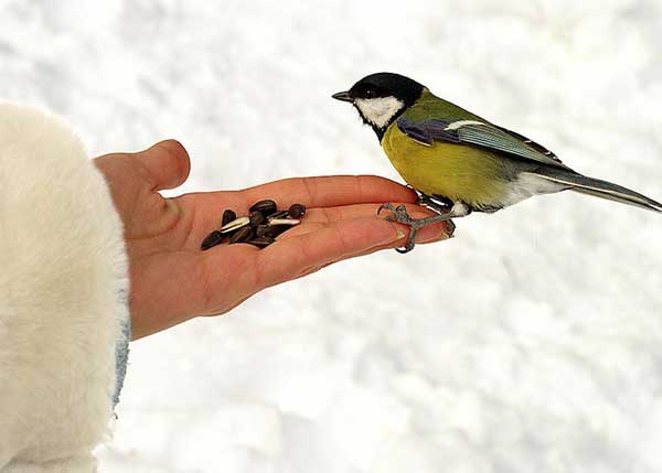 Проект Зимующие птицы -наши друзья
