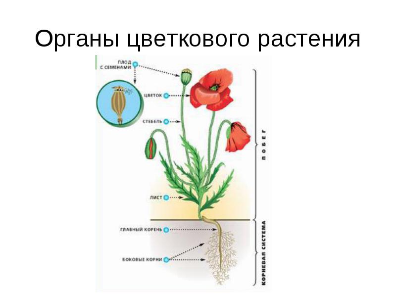 Проект по биологии на тему Органы цветковых растений