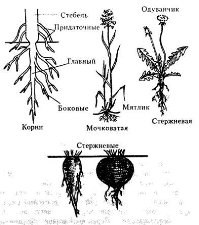 Проект по биологии на тему Органы цветковых растений