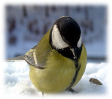 Проект по окружающему миру на тему Покормите птиц зимой(2 класс)