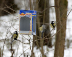 Проект по окружающему миру на тему Покормите птиц зимой(2 класс)