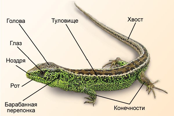 План-конспект урока по теме: Пресмыкающиеся.