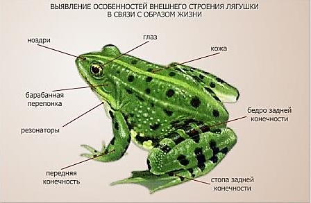 План-конспект урока по теме: Пресмыкающиеся.