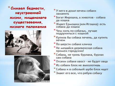 Исследовательская работа на тему Образ собаки в русской языковой картине мира. Доклад