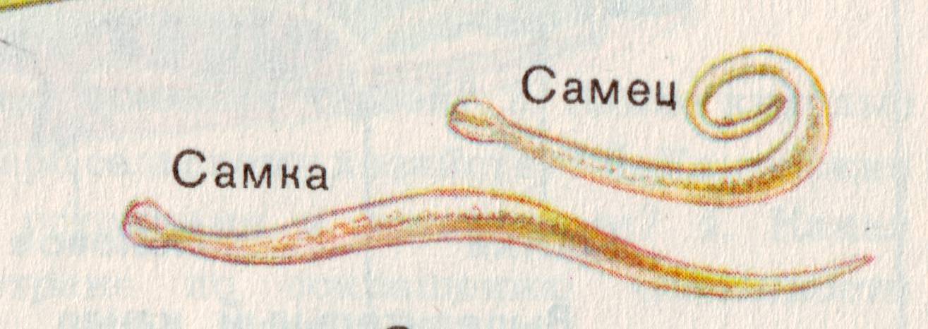 Проверочные карточки по биологии на тему Строение и многообразие червей