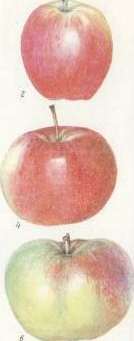 Внеклассное мероприятие Удивительная яблоня