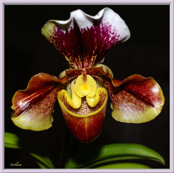 Исследовательская работа Орхидея (2 класс)