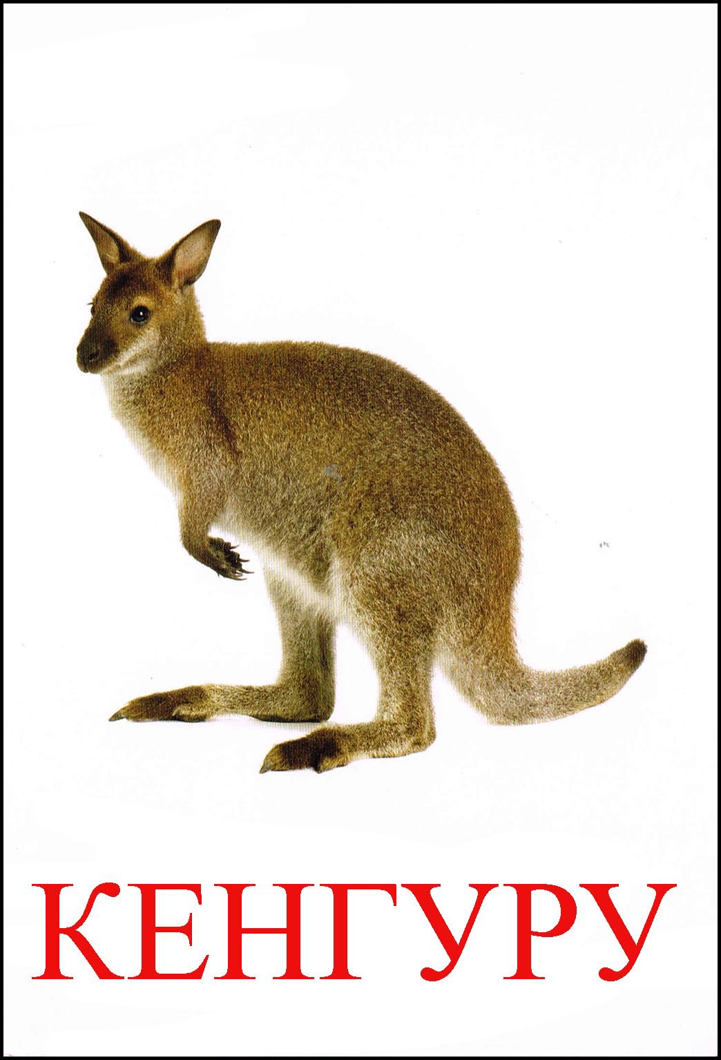 Животные Австралии карточки для детей