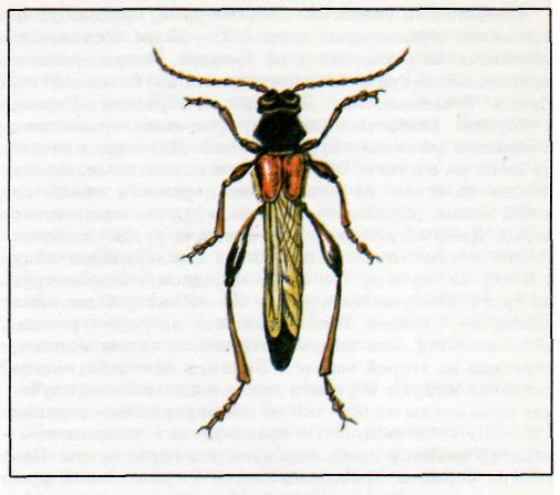 Редкие насекомые Балашовского Прихопёрья